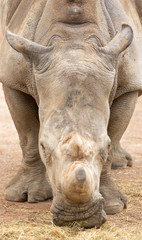 Rhino in Pairi Daiza zoo, Belgium