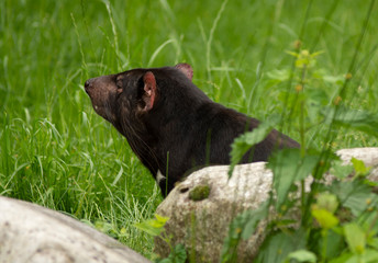 Tasmanian devil on the grass