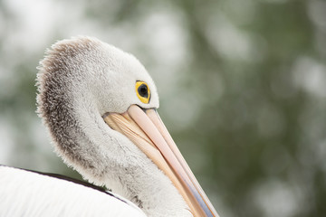 Pelicans in Pairi Daiza zoo, Belgium