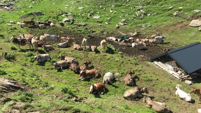 Grazing cow in the Corno valley at the headwaters of the Ticino river, Switzerland.