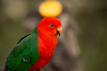 lovebird in pairi daiza