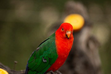 lovebird in pairi daiza