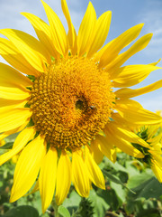 Obraz premium Sunflower with bright yellow gold with little honey bees