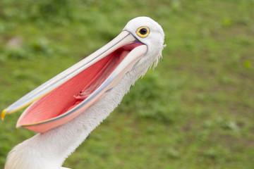 Pelican opening mouth