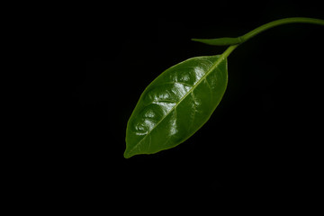 Green leaves with beautiful