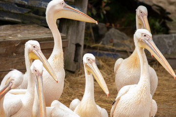 Pelicans in Pairi Daiza zoo, Belgium