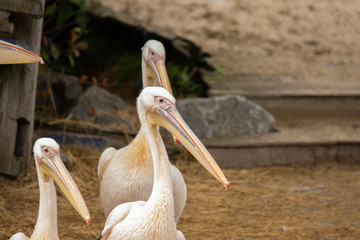 Pelicans in Pairi Daiza zoo, Belgium