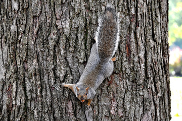 Squirrel