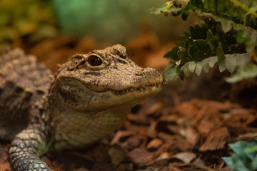 little crocodiles