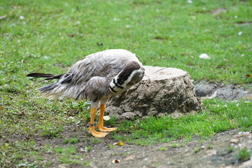 Young gray geese that stay over the winter in Germany because they are not yet strong enough for the long journey