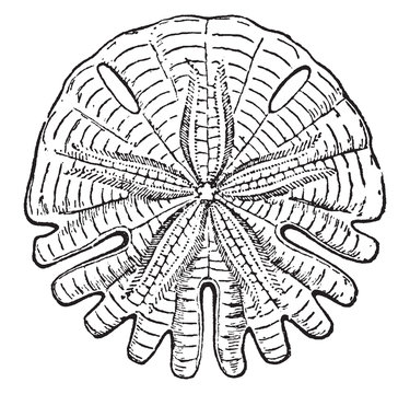 Rotula Augusti, vintage illustration.