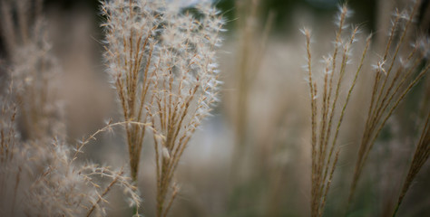 Obraz premium Close Up Yellow Grass