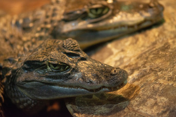 little crocodiles on a rock