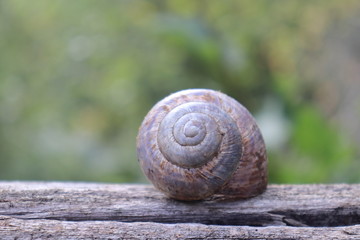 Snail Shell