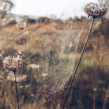 Spiderweb on dried plants in field in autumn