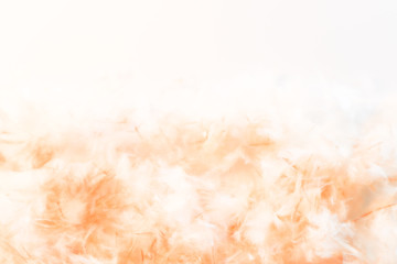 Beautiful abstract yellow and brown feathers frame on white background and colorful soft orange feather portrait frame texture