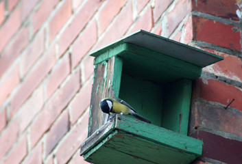 Kohlmeise Parus major frisst Futter im Vögelhäuschen