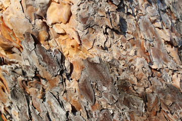 Pine bark background. Close up view of pine bark in pinery