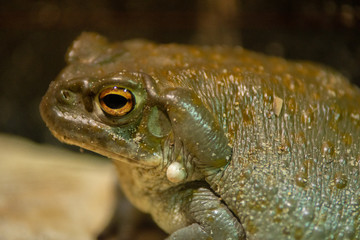 toad close up