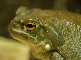 toad close up