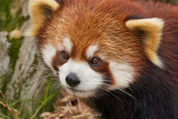Close up portrait of a Red Panda, aka Lesser Panda