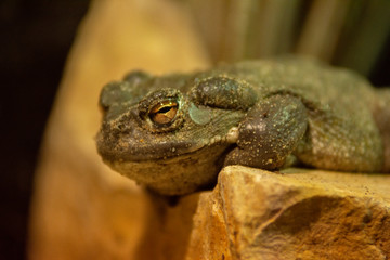 toad close up
