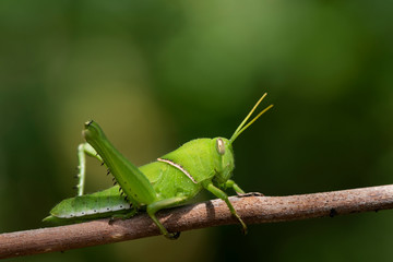 Image of green grasshopper, insect ,On a branch, on nature background.