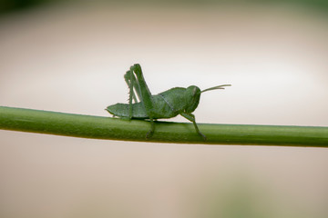 Image of green grasshopper, insect ,On a branch, on nature background.