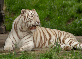 Naklejka na ściany i meble white tiger in pairi daiza, belgium