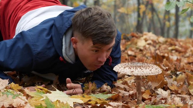 A young man is very surprised by the size of the parasol mushroom, Macrolepiota procera in the forest. Mushroom picker male falls to his knees near big macrolepiota procera mushroom 4k