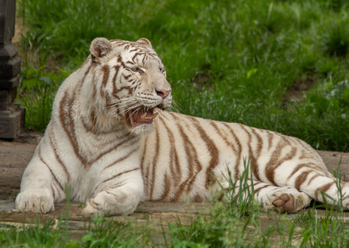 white tiger in pairi daiza, belgium