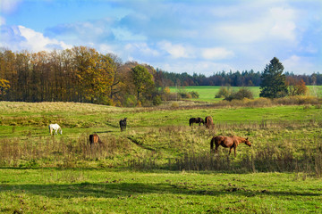 konie na łące, piękny jesienny krajobraz