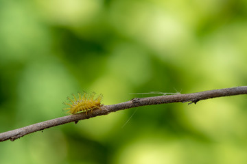 This thorny caterpillar is the birth of a beautiful yellow butterfly (Nettle Caterpillar) In nature.