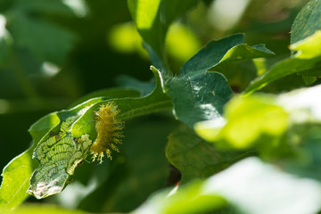 This thorny caterpillar is the birth of a beautiful yellow butterfly (Nettle Caterpillar) In nature.