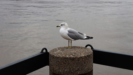 Ring-billed gull on a piling by the Savannah River