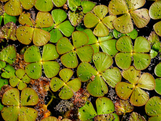 Midges sitting on the duckweed (Lemnoideae) in a pond in the sunny day. Natural background