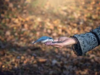 The bird eats food from his hand. Feeding birds in nature.
