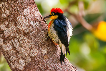 Yellow fronted Woodpecker photographed in Linhares, Espirito Santo. Southeast of Brazil. Atlantic Forest Biome. Picture made in 2013.
