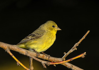 Female Lesser Goldfinch (Spinus psaltria) against Dark BG with Copy Space