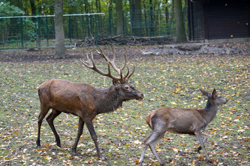 Naklejka na ściany i meble The deer or antler bearers are a mammal family from the order of the paired hoofed animals photographed in a large enclosure