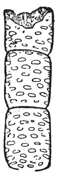 Moniliform vintage illustration.