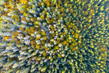 Golden autumn drone view of forest landscape with yellow trees from above