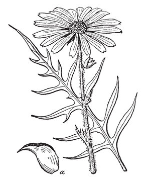 Rosin Weed vintage illustration.