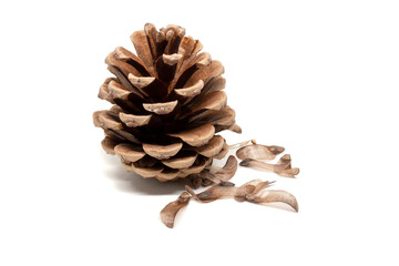Pine cone with seeds around it isolated on white background. Front, with shadow