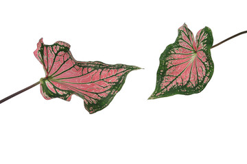 Isolated cutting leaf part of Caladium plant which  have colored combinations and shaped like hearts, arrows, or lances  on white background.