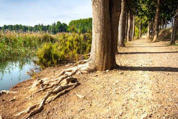 Nice and peaceful view of the lake with tree reflections. Sant LLorenç swamp. Catalonia.  Segre river.