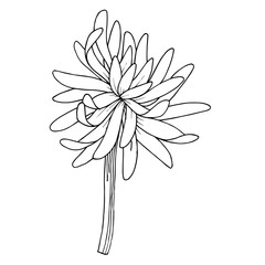 Vector Chrysanthemum botanical flower. Black and white engraved ink art. Isolated chrysanthemum illustration element.