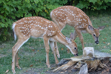 Fawn Siblings