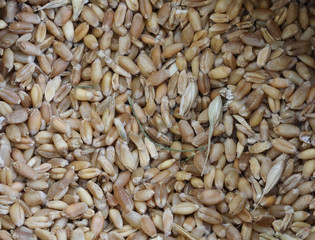 seeds of ancient grains