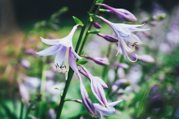 Beautiful violet hosta plantaginea flowers, similar to campanula, against a blurred juicy green background. Hemerocallis japonica. Fairytale flower garden